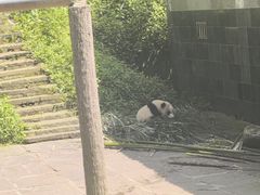 -中国大熊猫保护研究中心雅安碧峰峡基地