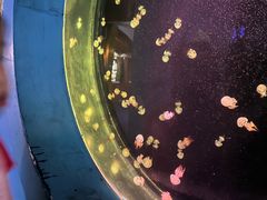 -太平洋海底世界