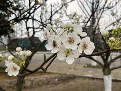 -国际非物质文化遗产博览园