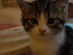 -名猫咖啡馆·撸猫·拼豆