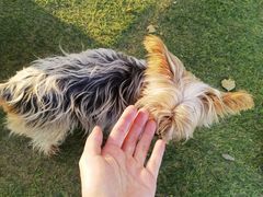 -安德鲁户外烧烤帐篷营地(马泉营店)