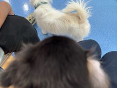 -天使宠物医院·犬猫分诊(彩虹店)