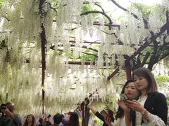 -嘉定紫藤园