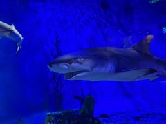 -太平洋海底世界