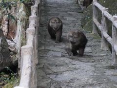 -黄山翡翠谷景区