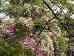 -深圳国际园林花卉博览园