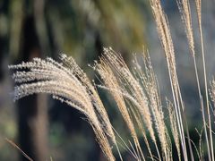 -墨尔本皇家植物园