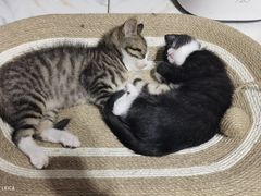 -美联众合动物医院·24h京西诊疗中心