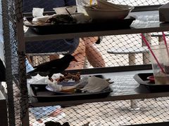-纽顿熟食中心