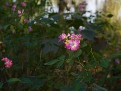 -西山漾湿地公园