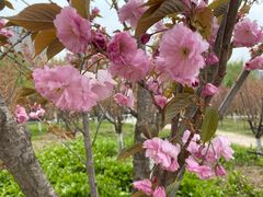 -长白岛森林公园