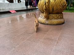 -西双版纳傣族园