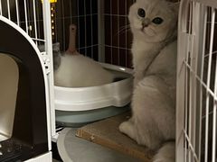 -lincat·猫舍(广州店)