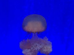 -上海海洋水族馆