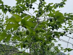 -广州市石门国家森林公园