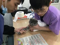 -伟伟宠物医院·CT影像中心·瑞派犬猫综合性门诊(汉口总院)