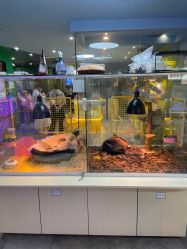 点击看大图 -神奇动物撸宠馆·羊驼·小浣熊·异宠(豫园店)