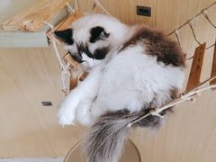 -飞行喵MR PILOT|猫舍·猫咖(静安大融城店)
