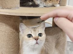 -楼上猫咖(罗湖店)