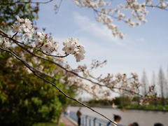-高东镇樱花园