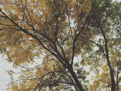 -昆山城市生态森林公园