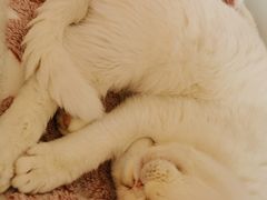 -猫腻·猫咖·撸猫馆(星光大道店)