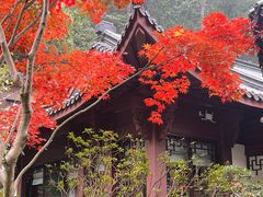 -十八棵（老龙井）御茶园(老龙井店)