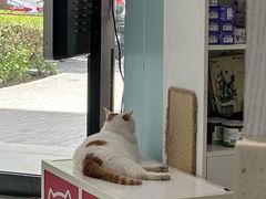 -纳吉亚猫专科动物医院·北北分院