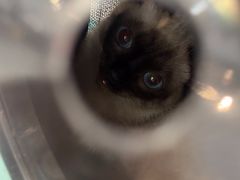 -四月宠物医院·猫专科·心脏专科·内科(转塘店)