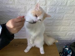 -平行世界·猫咖(首经贸店)