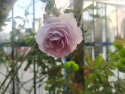 -盘子女人坊古装写真摄影(苏州旗舰店)