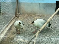 -青藏高原野生动物园