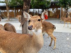 -鹿境梅花鹿生态园区