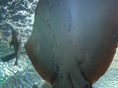 -上海海洋水族馆