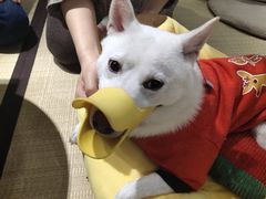 -逗柴咖啡屋·狗咖猫咖宠物桌游
