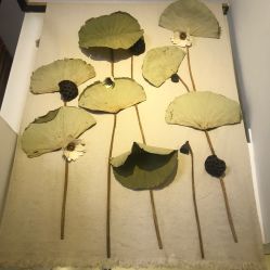 -酉嘉瑜伽YO+YOGA