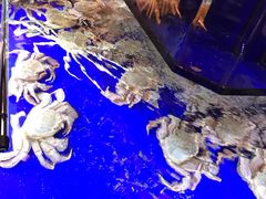 -蟹道乐(道顿堀本店)