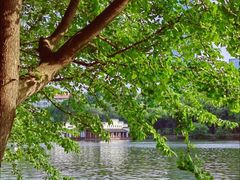 -合肥滨湖国家森林公园