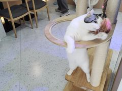 大堂-喵园·猫主题咖啡厅·撸猫·猫咖(国贸店)