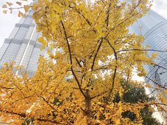 -陆家嘴中心绿地
