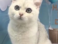 -东方名猫馆·英短金渐层布偶猫舍(环线广场1号楼店)