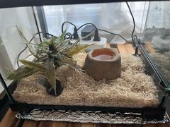 -酷以爬仙阁实体爬宠店·守宫·蜥蜴·专业繁育