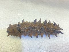 -宫品海参专卖店(静安大宁店)