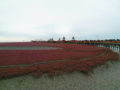 -红海滩国家风景廊道