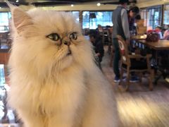 -more than meow吴止猫主题餐厅(承德 中船汇店)
