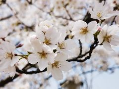 -顾村公园