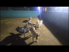 -趣玩宠物乐园寄养训犬训狗游泳池
