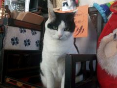 -Anne猫窝咖啡屋