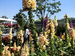 -上海植物园-4号门售票处