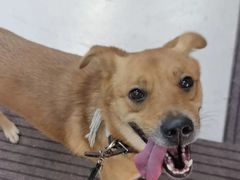 -爱妮康宠物医院·干细胞免疫细胞·肿瘤·心脏(张江店)